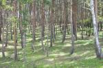 mori_00009.jpg
