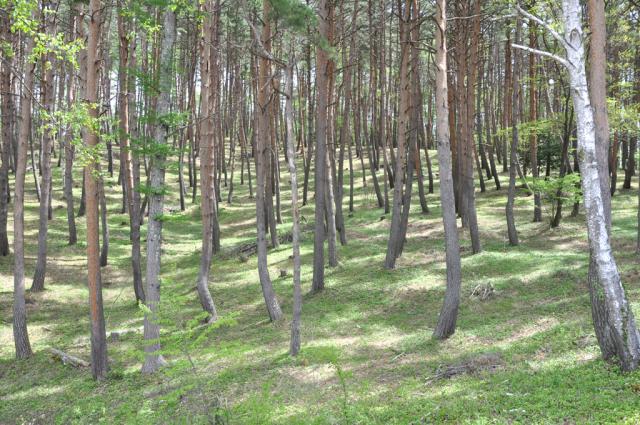 mori_00009.jpg